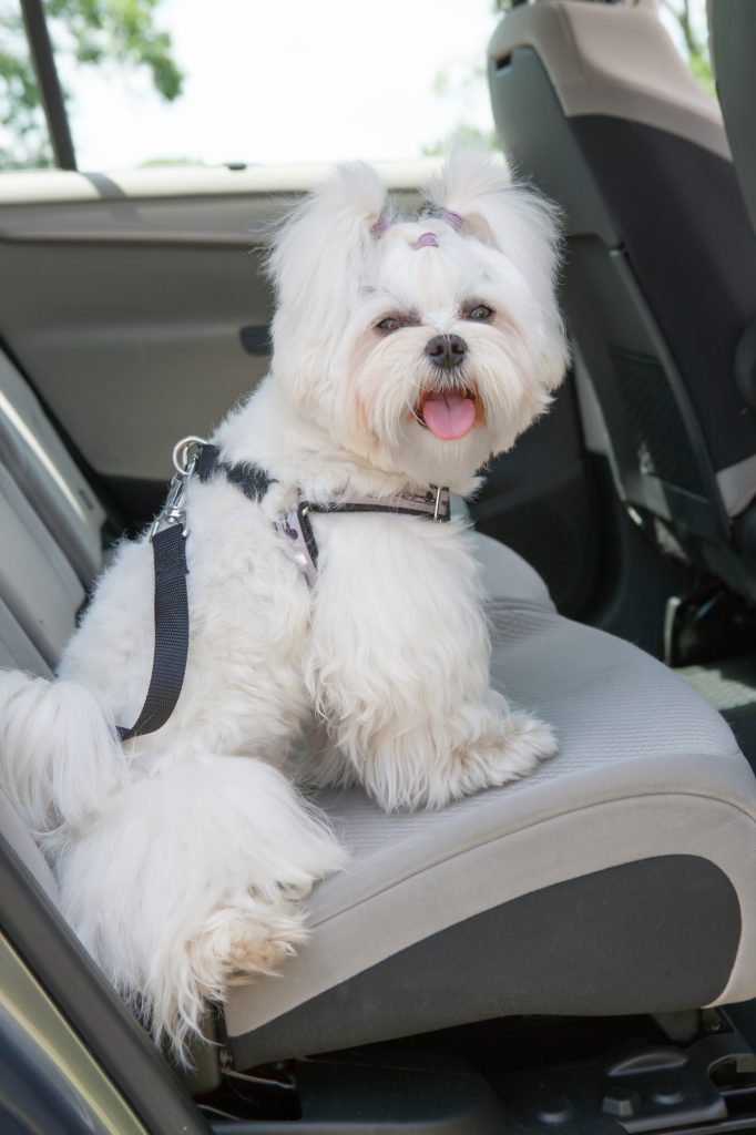 Keep your dog safe in the car